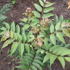 Kinesisk Mahogni - Toona sinensis Flamingo