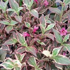Klokkebusk All Summer Monet - Weigela florida All Summer Monet