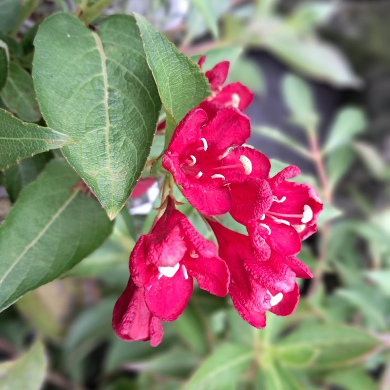 Klokkebusk Big Love - Weigela Big Love