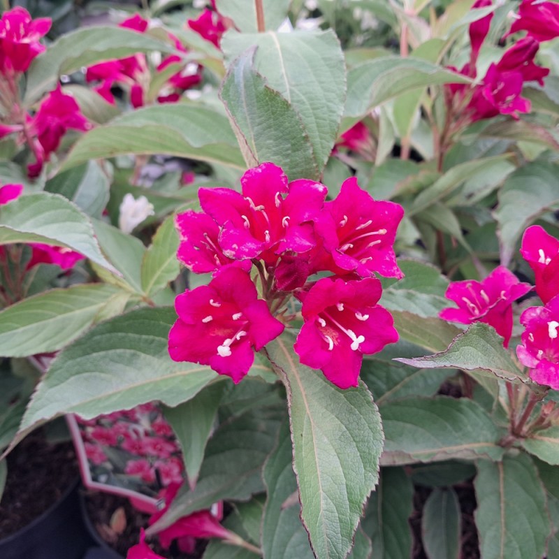 Klokkebusk Bristol Ruby - Weigela hybrid Bristol Ruby