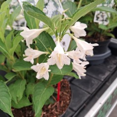 Klokkebusk Candida - Weigela florida Candida