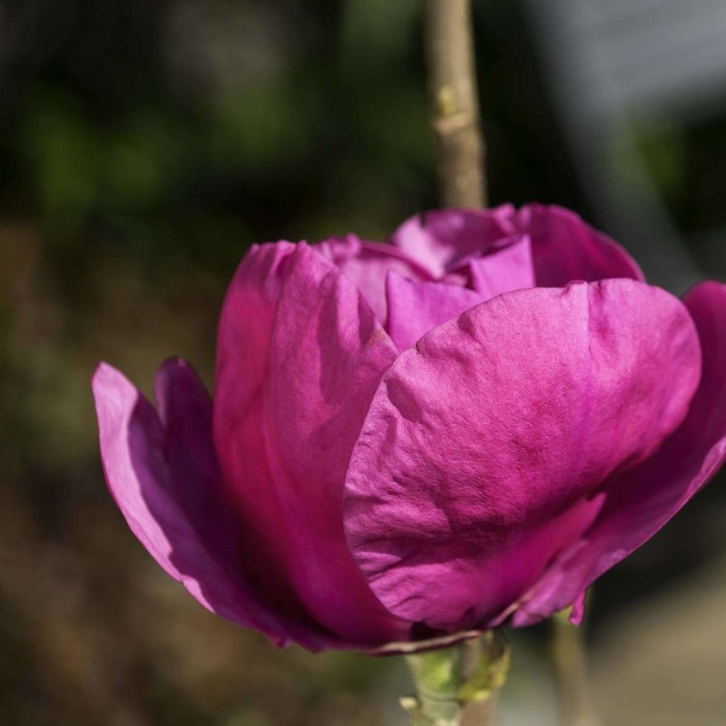 Magnolia Meganolia 60-80 cm