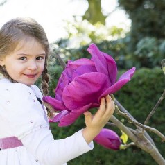 Magnolia Meganolia 60-80 cm