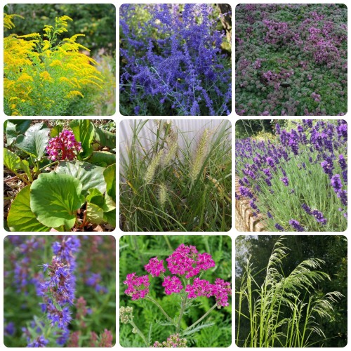 Sommerhusbed med tørketolerante planter - 5 m² Færdigbed - Indeholder 9 Varianter