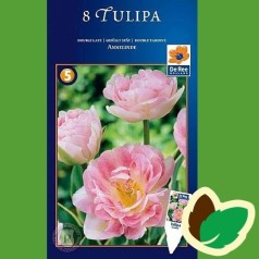 Tulipanløg Annelinde - Dobbelt Tulipan / 8 Løg