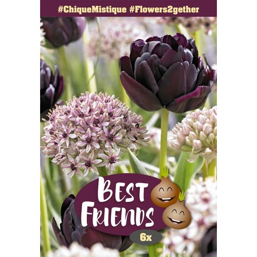 Blomsterløg mix - Chique Mistique, Best Friends 6 løg