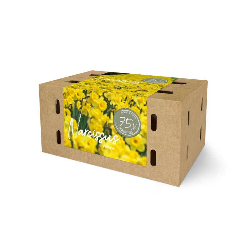 Påskeliljeløg - Farmers Market Box 75 Løg