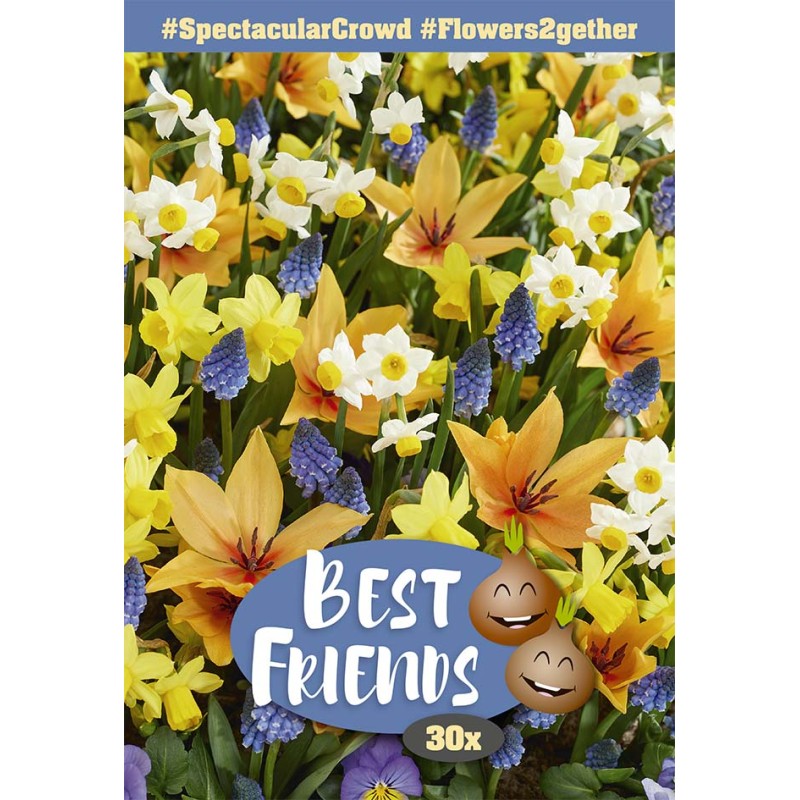 Blomsterløg mix - Spectacular Crowd, Best Friends 30 løg