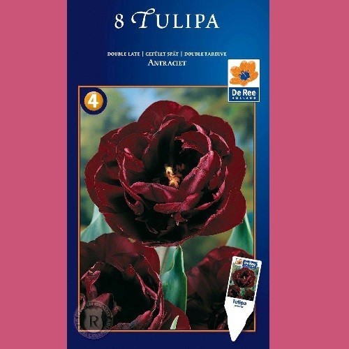 Tulipan Antraciet - Dobbelt Tulipan / 8 Løg