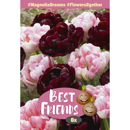 Tulipan mix - Magnolia Dreams, Best Friends 6 løg