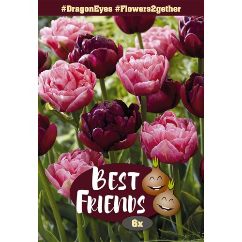 Tulipan mix - Dragon Eyes, Best Friends 6 løg