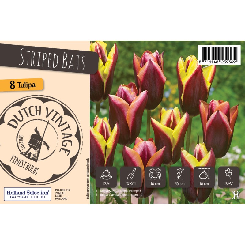 Tulipanløg mix - Striped Bats, Dutch Vintage 8 Løg