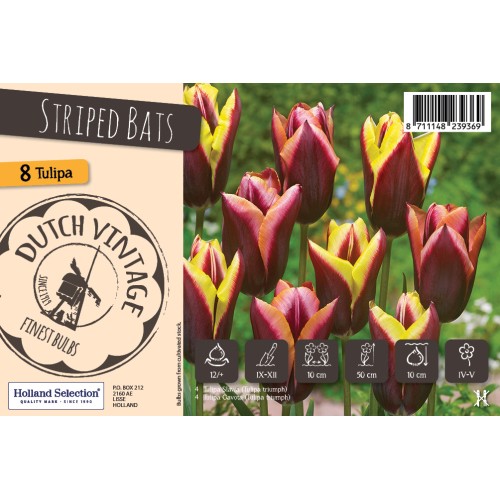 Tulipanløg mix - Striped Bats, Dutch Vintage 8 Løg
