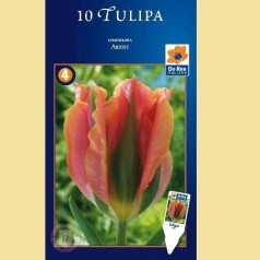 Tulipan Artist / Viridiflora Tulipan - 10 Løg