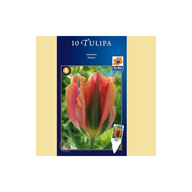 Tulipan Artist / Viridiflora Tulipan - 10 Løg