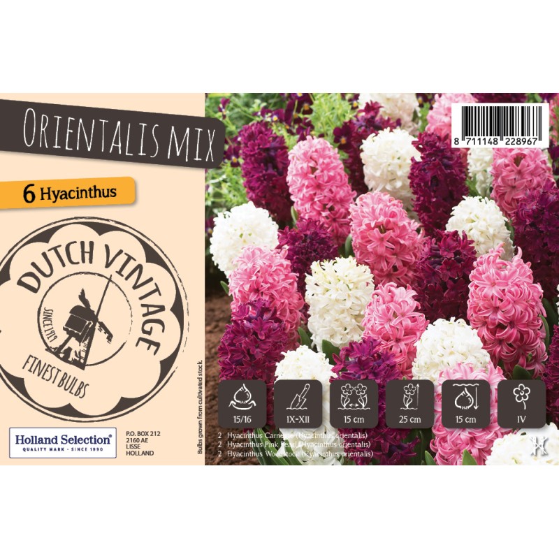 Hyacintløg - Orientalis Mix, Dutch Vintage 6 løg