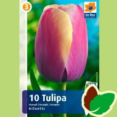 Tulipanløg Atlantis / Triumph Tulipan - 10 Løg