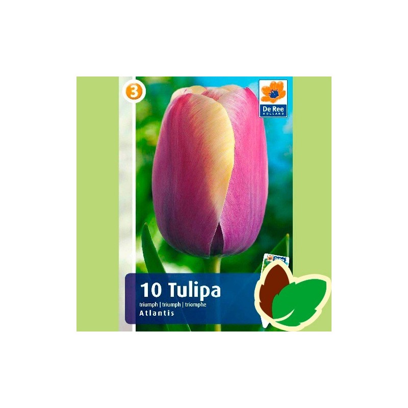 Tulipanløg Atlantis / Triumph Tulipan - 10 Løg