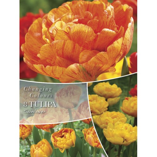 Tulipanløg - Sunlover, Changing Color 8 løg