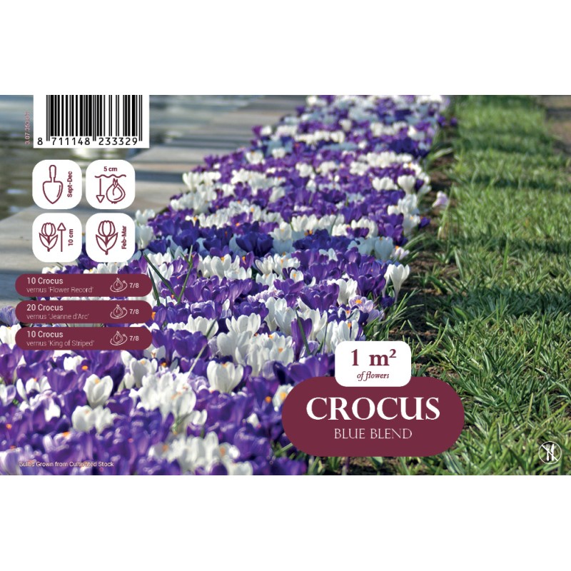 Krokusløg - Blue Blend, Landscape 40 Løg