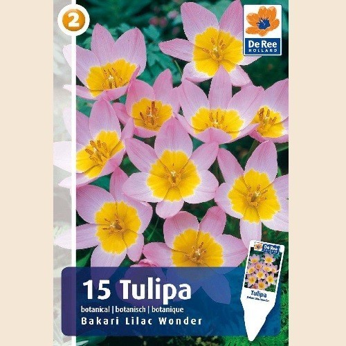 Tulipan Bakari Lilac Wonder - Botanisk Tulipan / 15 Løg