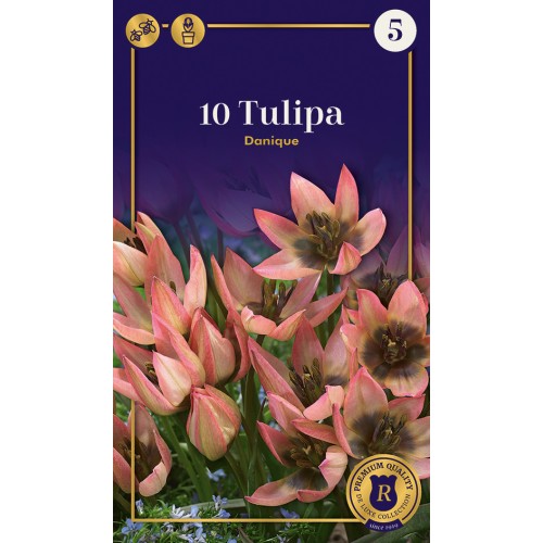 Botanisk Tulipanløg - Danique, Supreme 10 løg