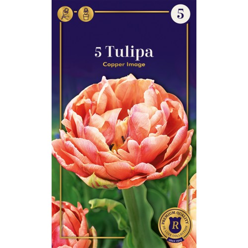 Tulipanløg - Copper Image, Supreme 5 løg