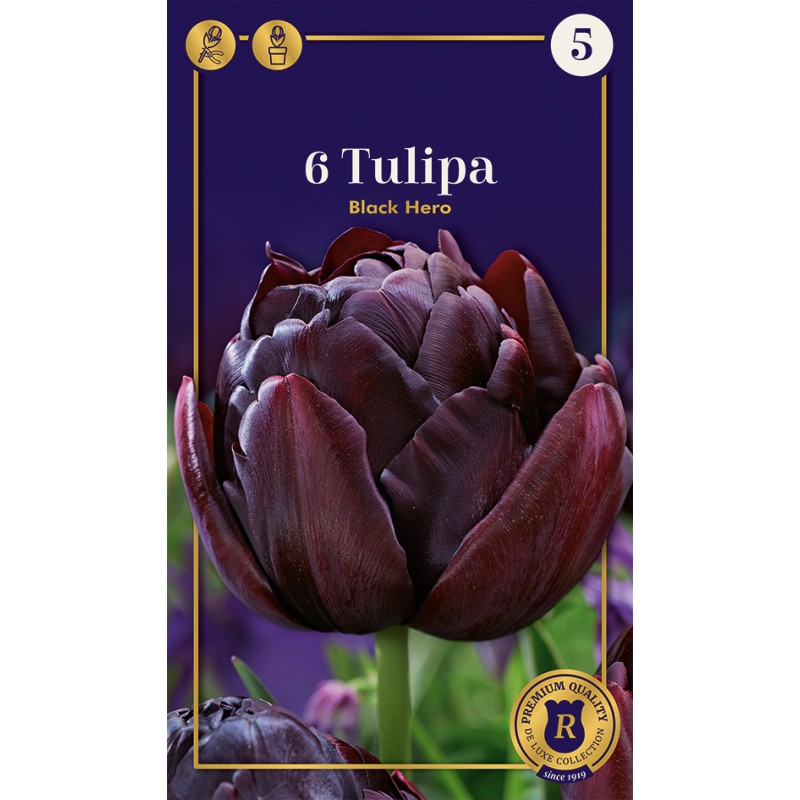 Tulipanløg - Black Hero, Supreme 6 Løg