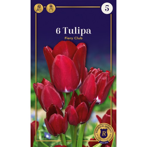 Tulipanløg - Fiery Club, Supreme 6 løg