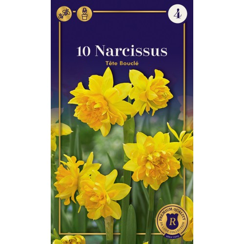 Botaniske Påskeliljeløg - Tête Bouclé, Supreme 10 Løg
