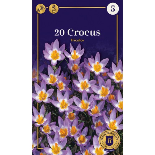 Krokusløg - Tricolor, Supreme 20 løg