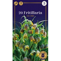Vibeæg / Fritillaria...