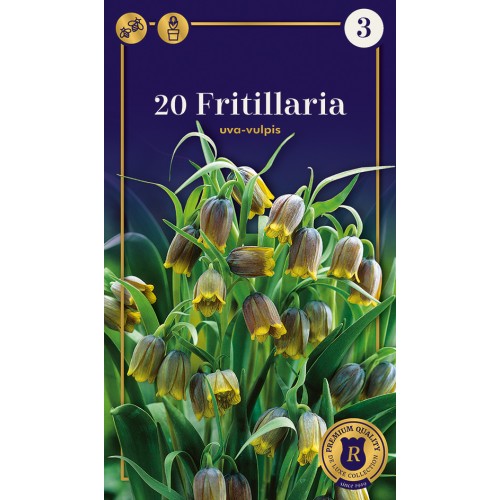 Vibeæg / Fritillaria uva-vulpis, Supreme 20 løg