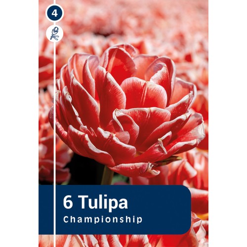 Tulipanløg - Championship, Master 6 løg