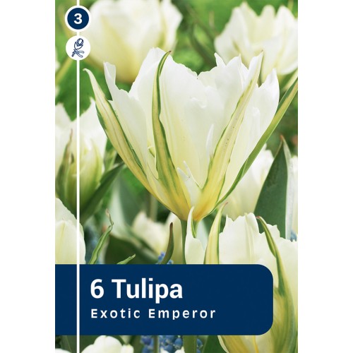 Tulipan - Exotic Emperor, Master 6 Løg