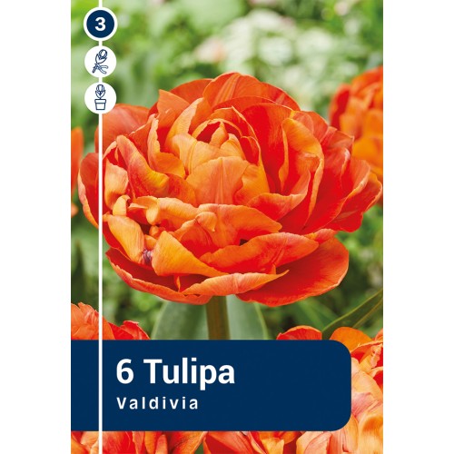 Tulipanløg - Valdiva, Master 6 løg