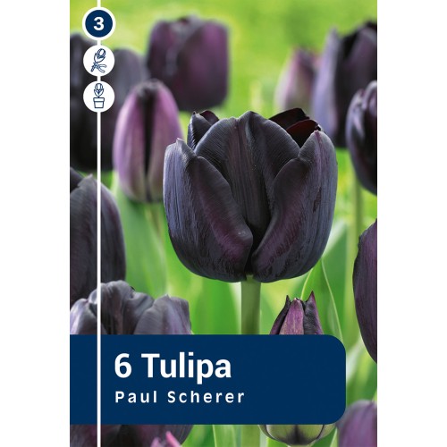 Tulipanløg - Paul Scherer, Master 6 løg