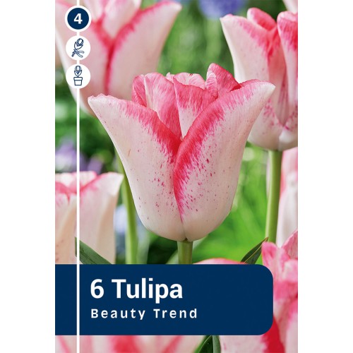 Tulipanløg - Beauty Trend, Master 6 løg