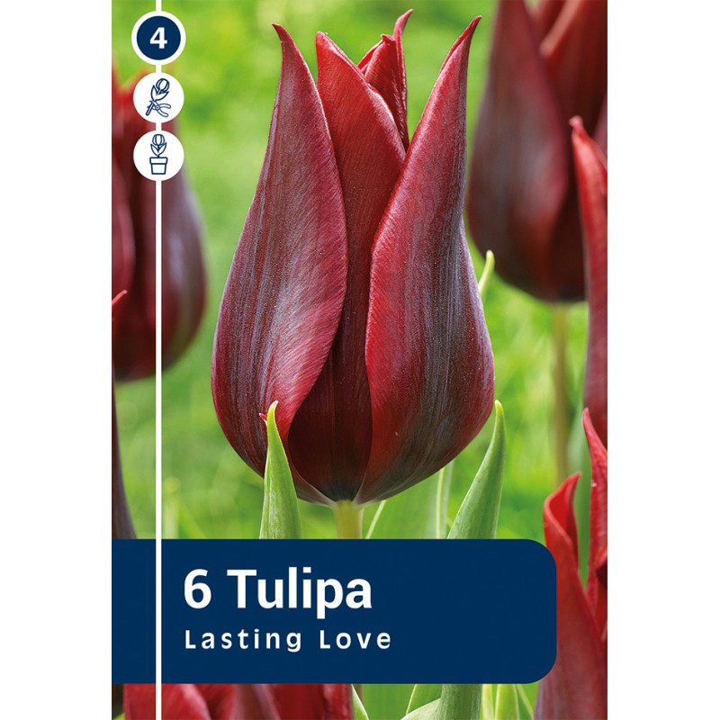 Tulipanløg - Lasting Love, Master 6 løg