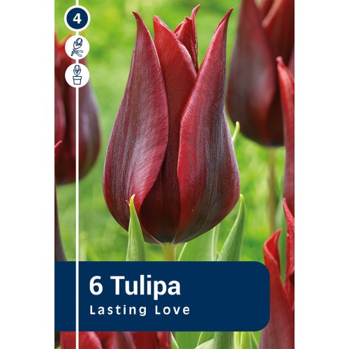 Tulipanløg - Lasting Love, Master 6 løg