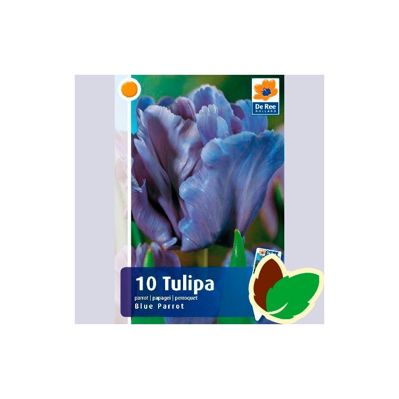 Tulipanløg Blue Parrot / Papegøje Tulipan - 10 Løg