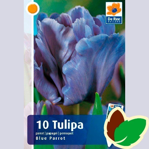 Tulipanløg Blue Parrot / Papegøje Tulipan - 10 Løg