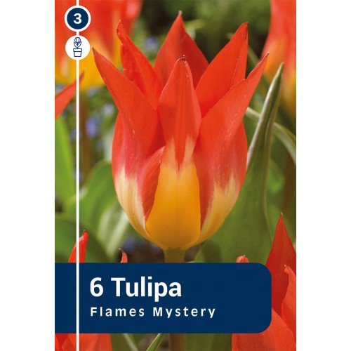 Tulipanløg - Flame Mystery, Master 6 løg