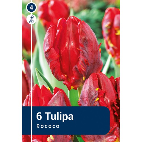 Tulipanløg - Rococo , Master 6 Løg