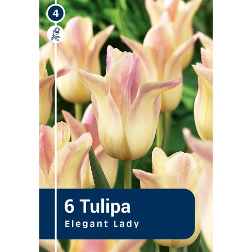 Tulipanløg - Elegant Lady, Master 6 løg