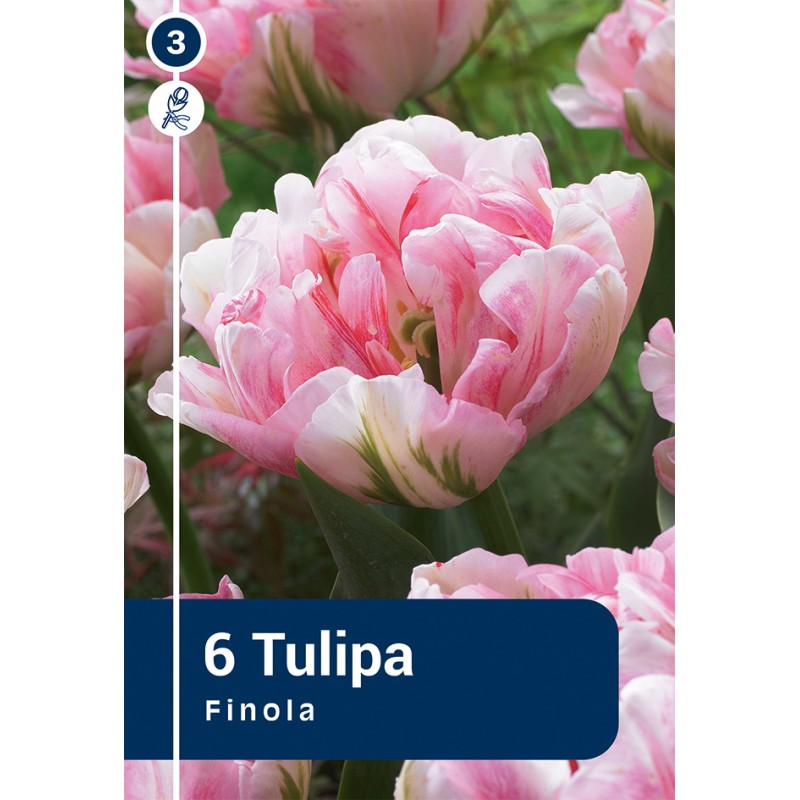 Tulipanløg - Finola, Master 6 løg