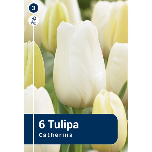 Tulipanløg - Cathrina, Master 6 løg