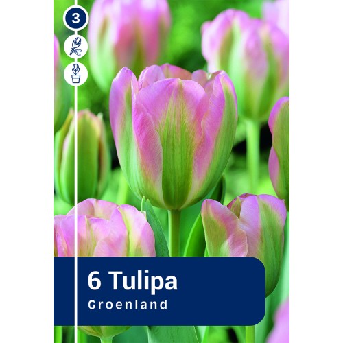 Tulipanløg - Groenland, Master 6 løg