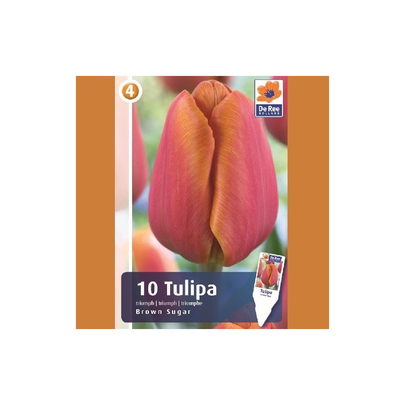 Tulipanløg Brown Sugar / Triumph Tulipan - 10 Løg