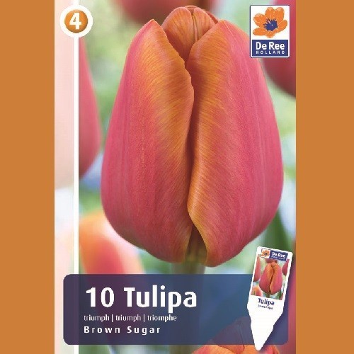 Tulipanløg Brown Sugar / Triumph Tulipan - 10 Løg